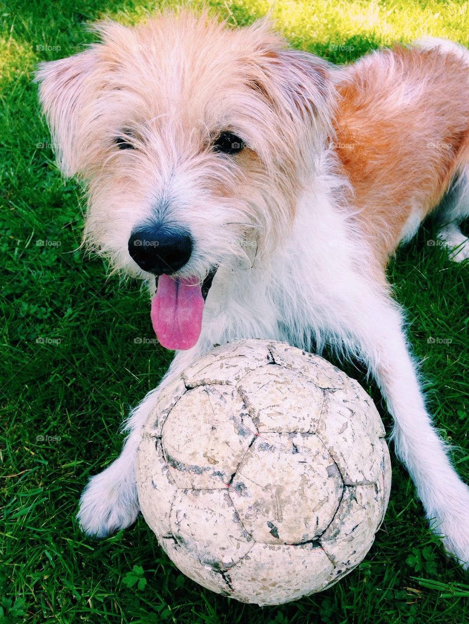 Dog and football 