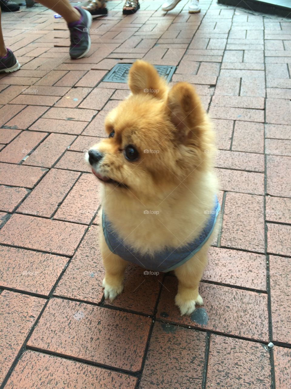 Cute dog Hong Kong 