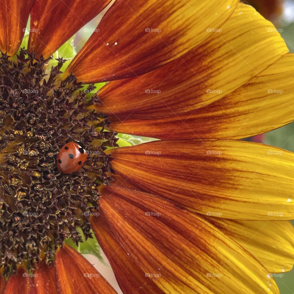 Pretty little ladybug on the heart of a sunflower...