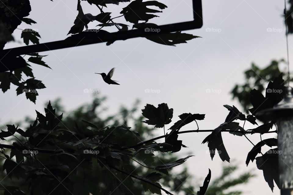 Summer Humming Bird in flight