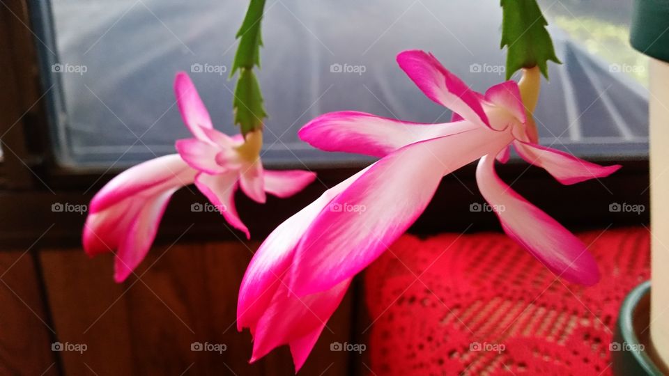 Christmas Cactus in Bloom. Blossom almost fully opened 