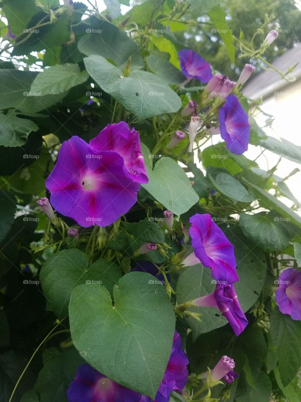 Purple morning glory flowers and leaves