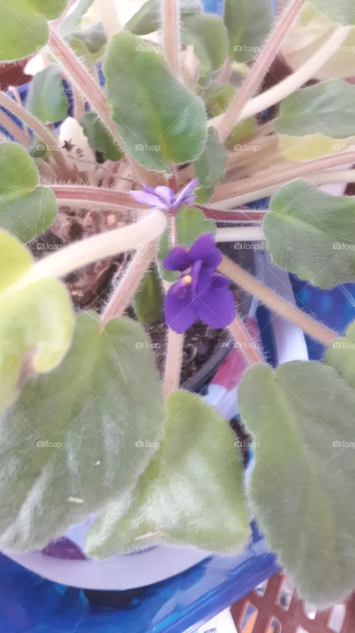 flo
