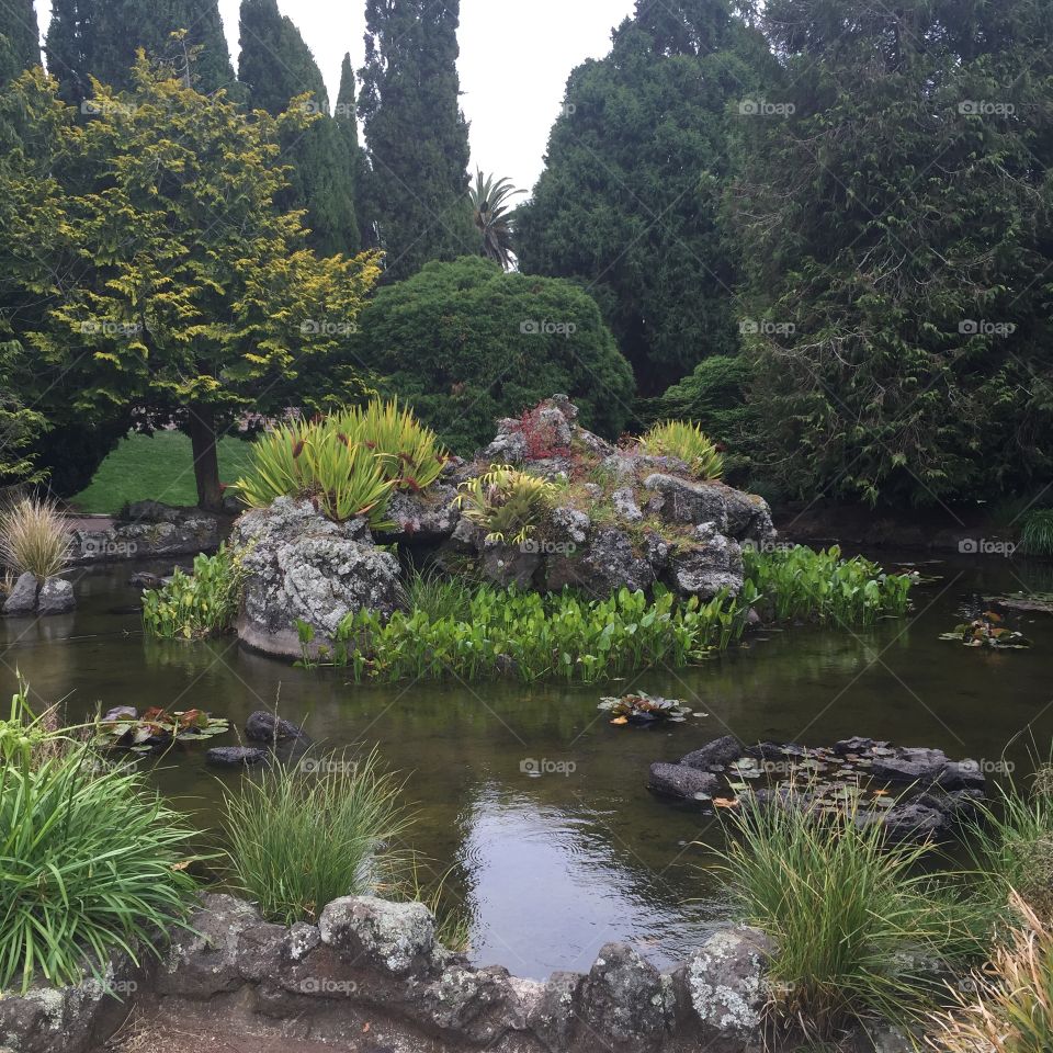 Flowers in New Zealand