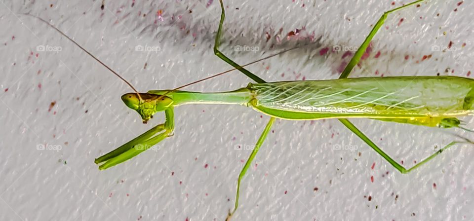 Just before winter, a female praying mantis will lay between 100 and 400 eggs in a safe place, such as a branch or a leaf. In early spring, the nymphs hatch from the eggs.
