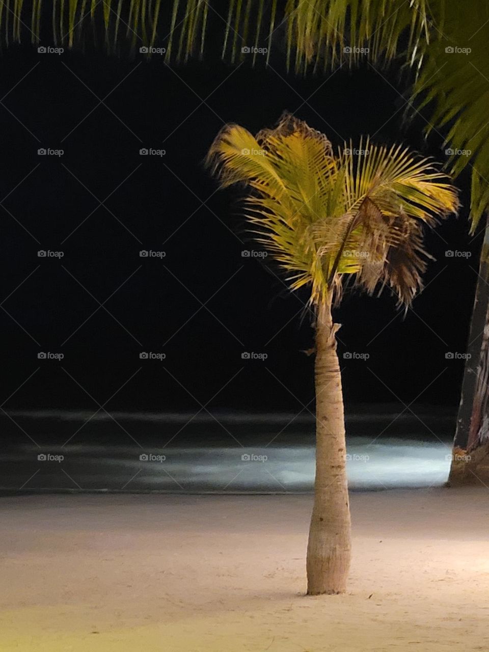 la palmera y la playa de noche