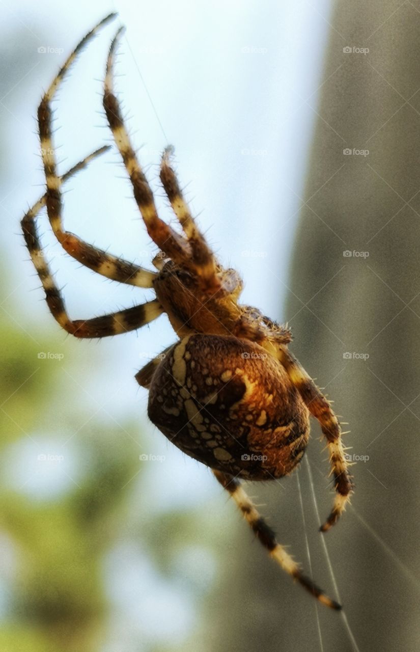 Spider