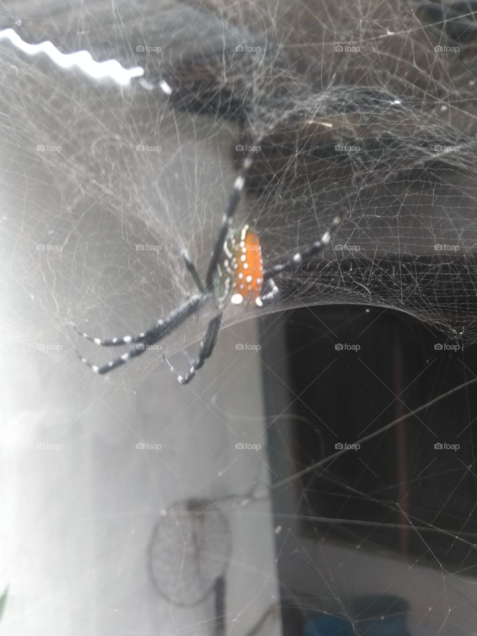 Spider, Spiderweb, Arachnid, Trap, Insect