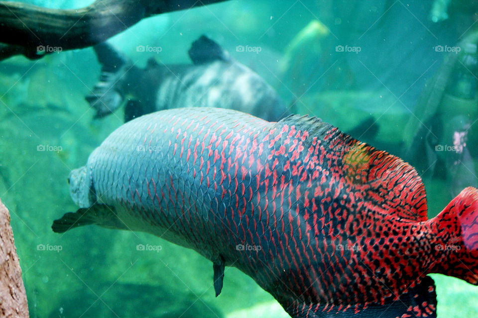 Bright red fish