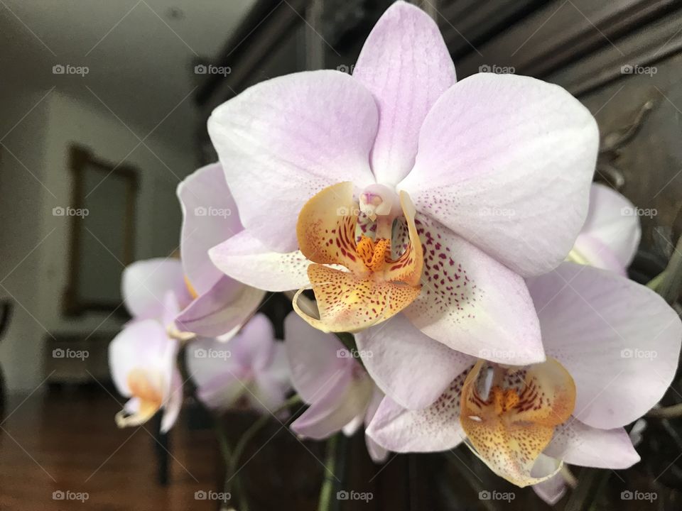 My blooming orchids 