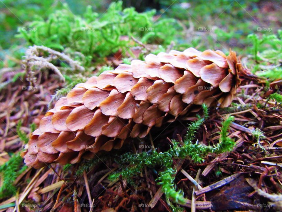 Close-up of pine cone