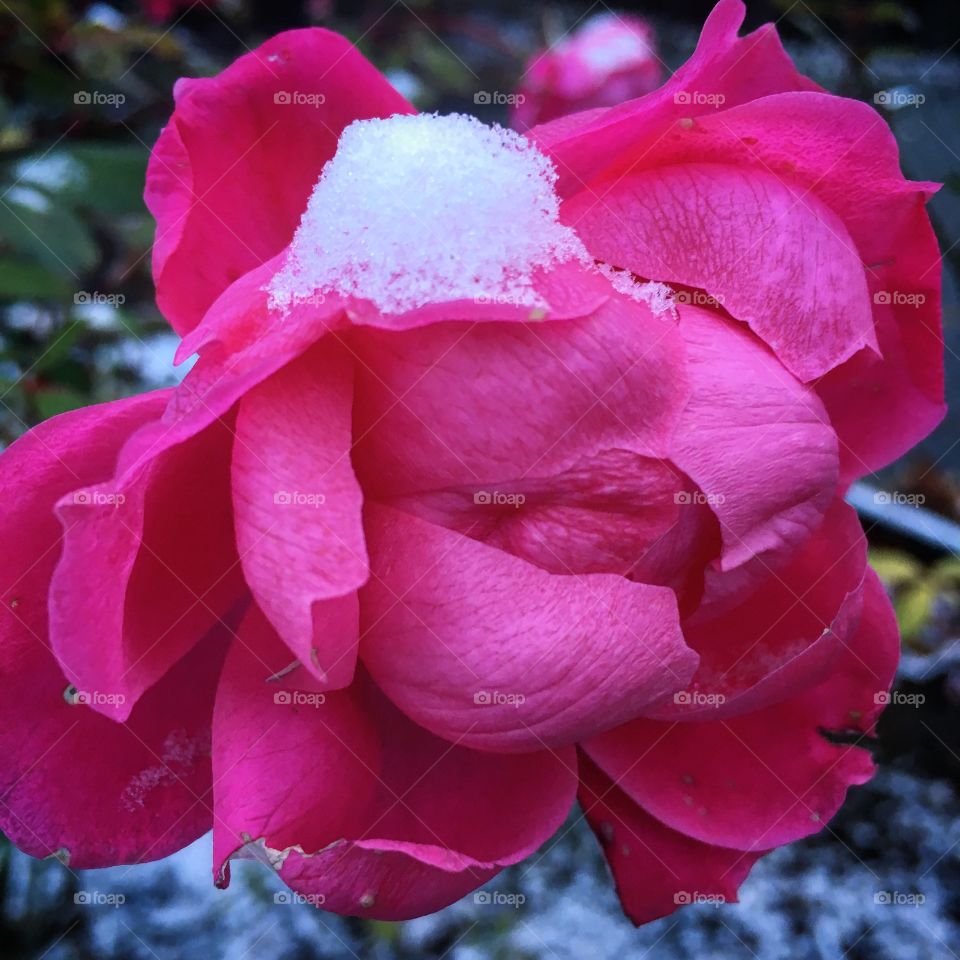 Snow flower