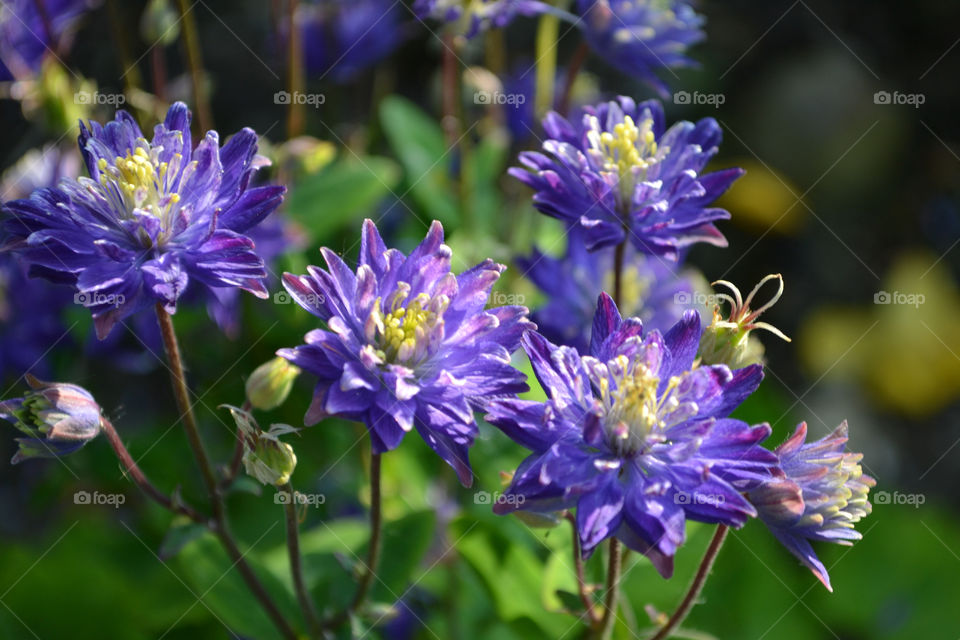 Beautiful Purple Flowers in Irish Spring