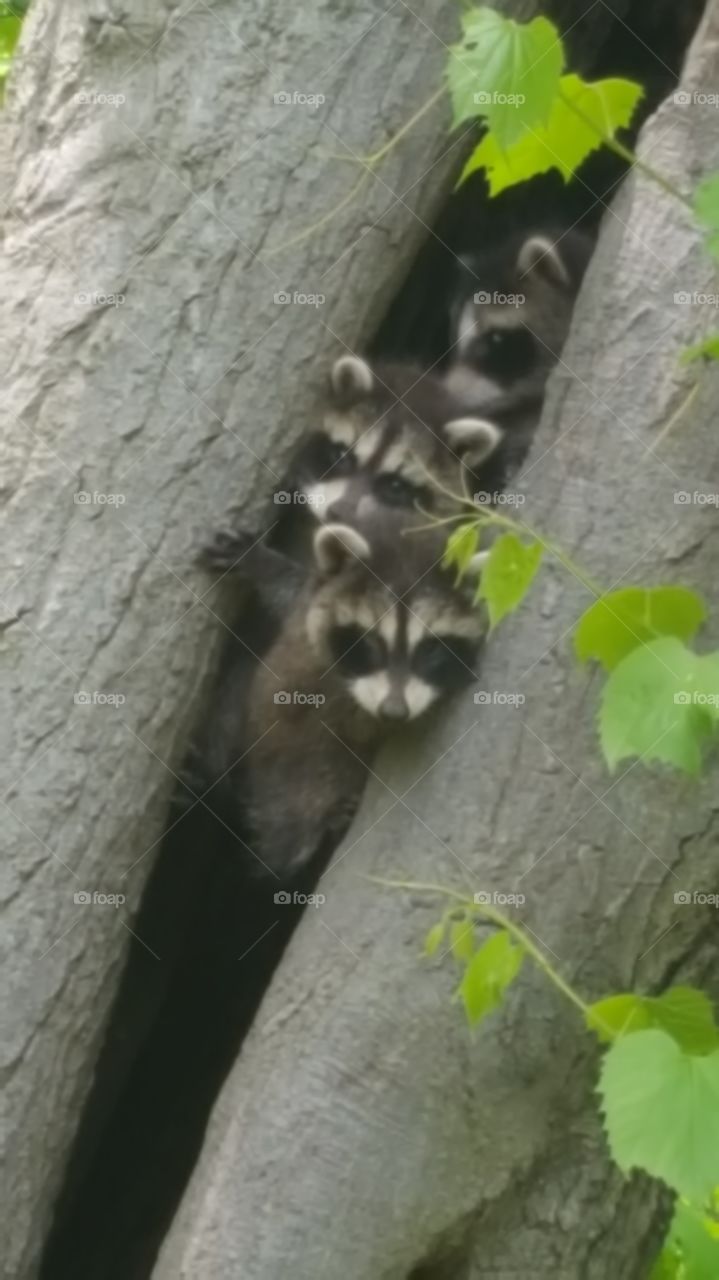 Baby Racoons
