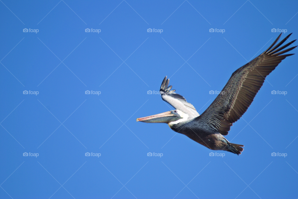 sky flying bird flight by sher4492000