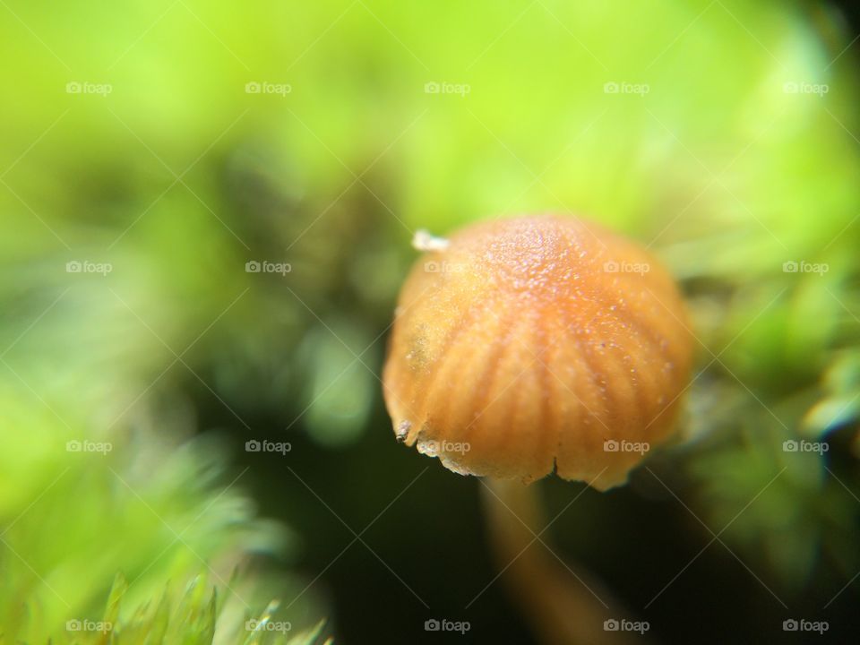 Mushroom 