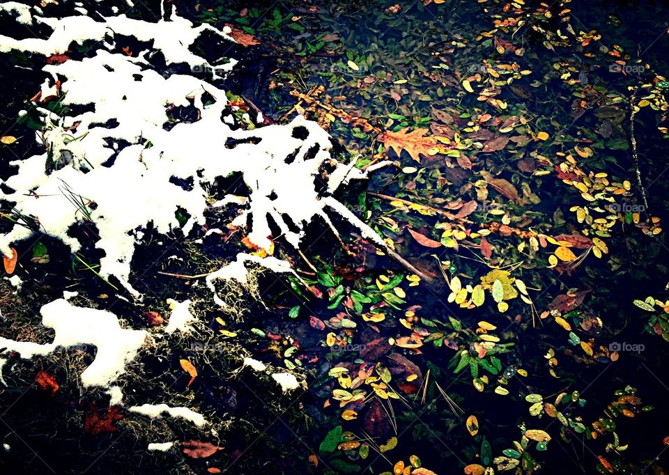 Ponds Edge. Pond edge after first snow in Autumn
