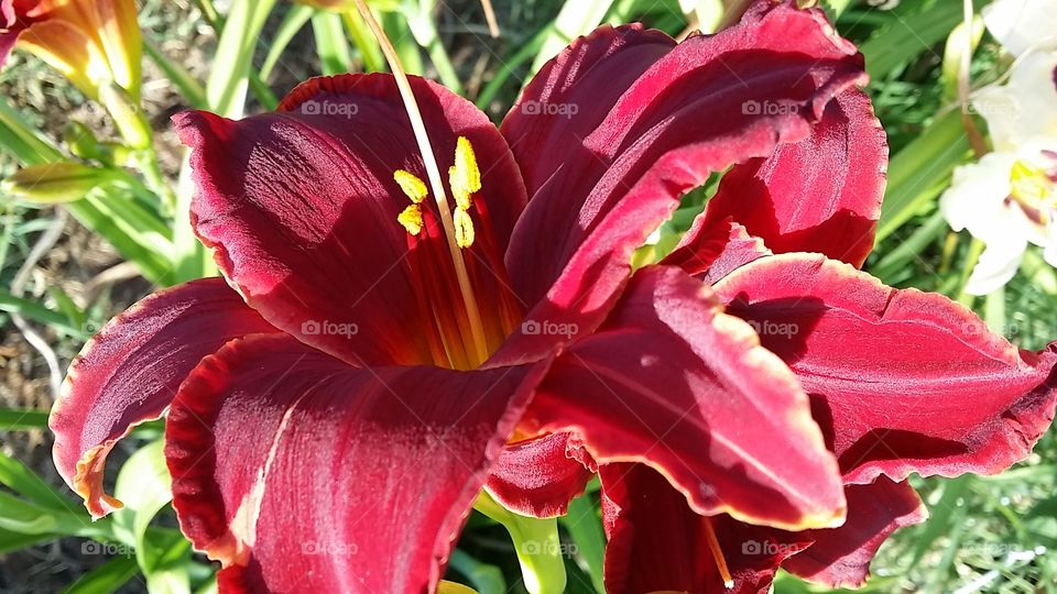Oklahoma Iris Garden in Bloom