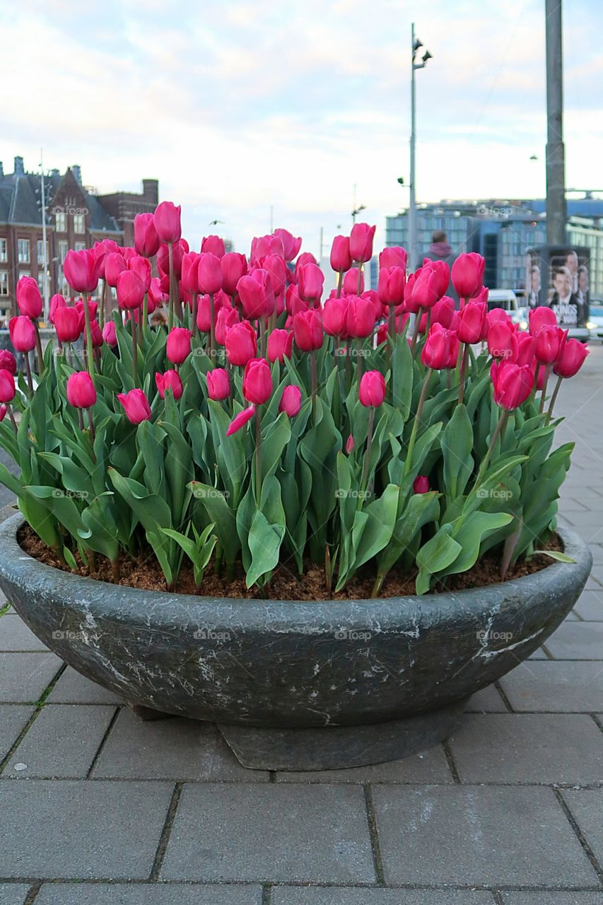 pink tulips in Amsterdam