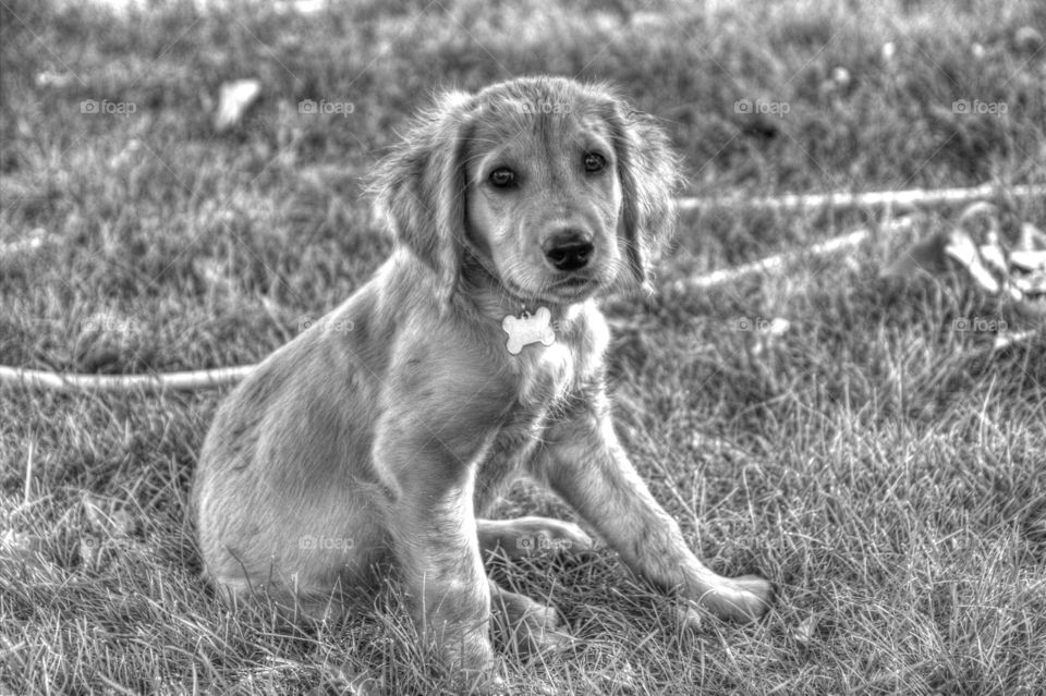 Golden retriever puppy having summer fun in the yard.  Dog days in the the summer.  Puppy days.  Puppy love.