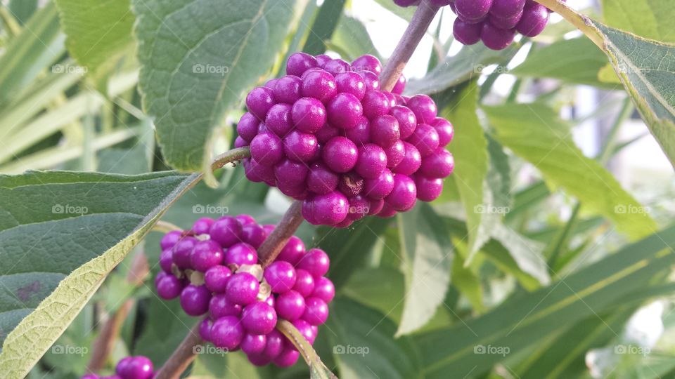 Purple fruits and green leaves