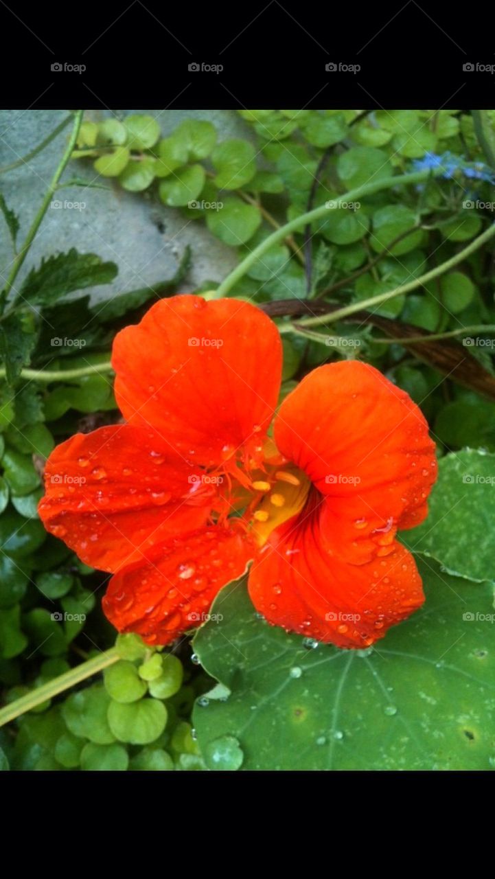 Nasturtium 