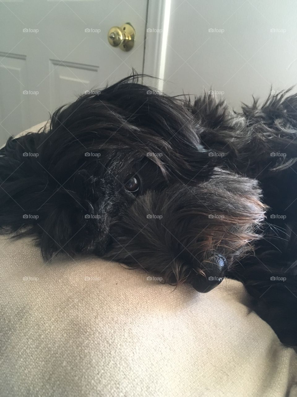 Puppy resting on sofa