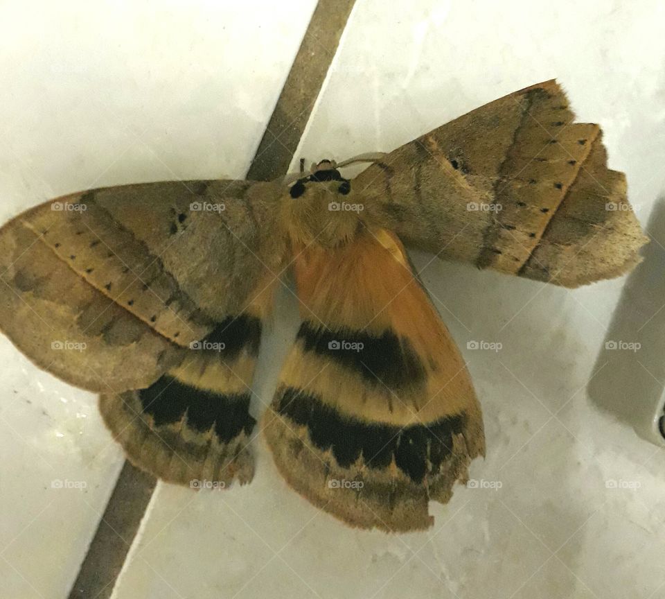 couldn't believe my eye's