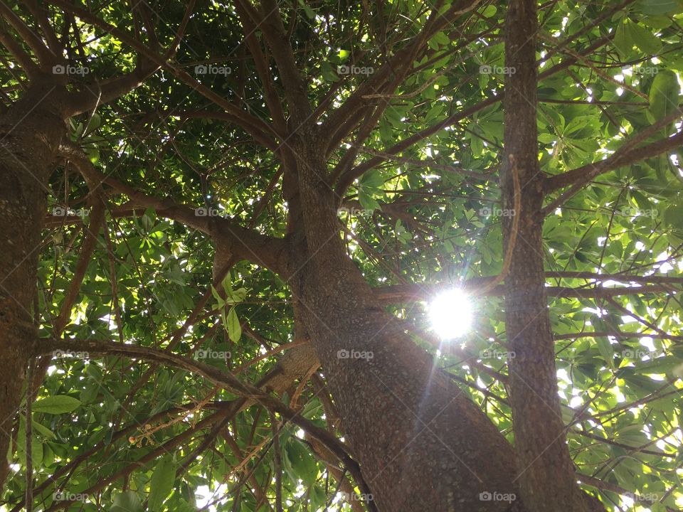 Tree and Lighting 