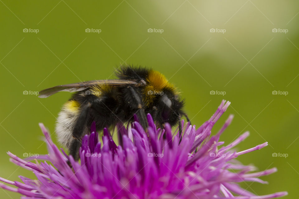 Side view of bee on purple thistle
