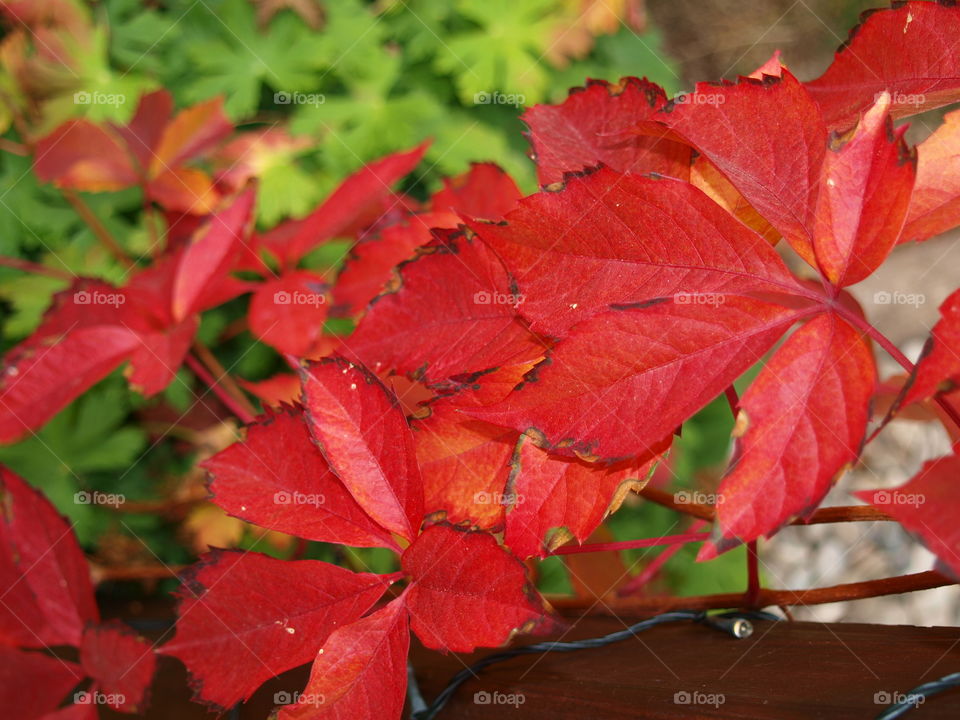 red leaves in the garden