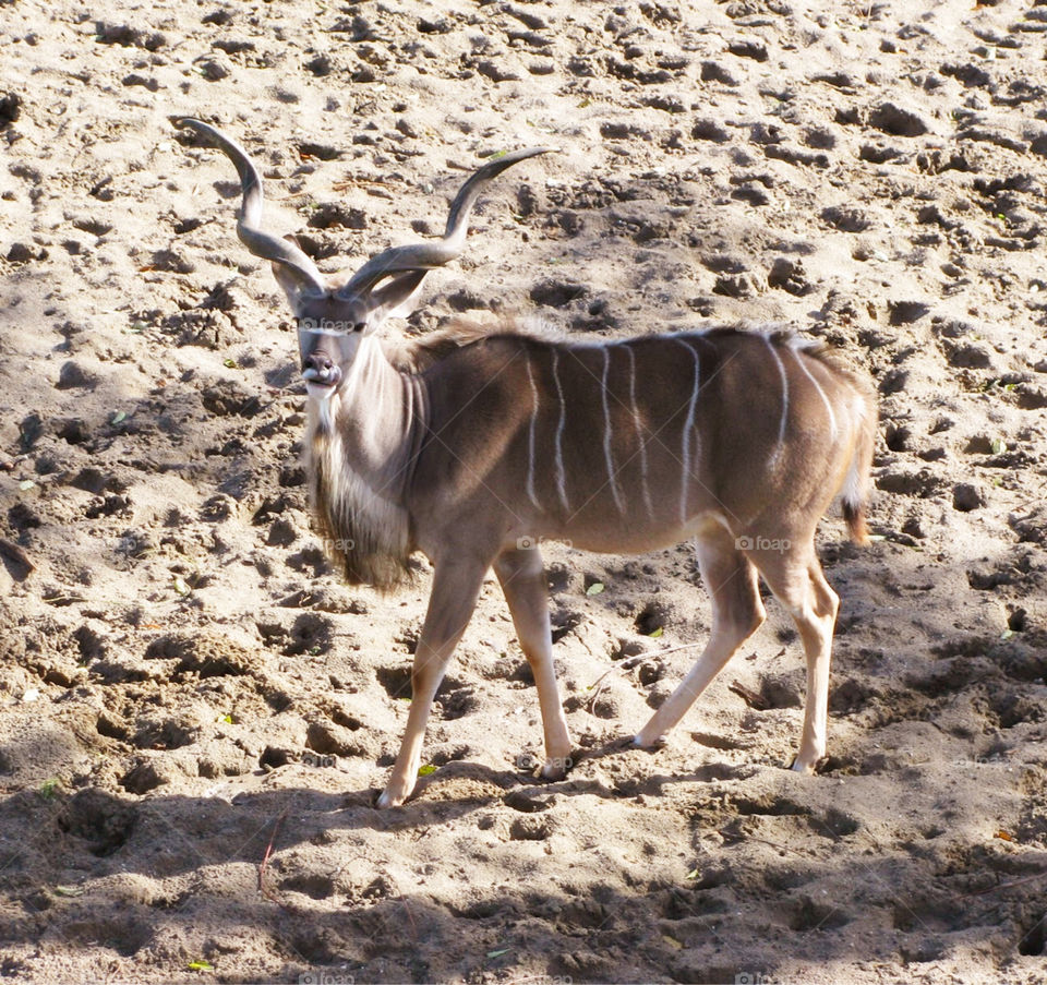 Male kudu