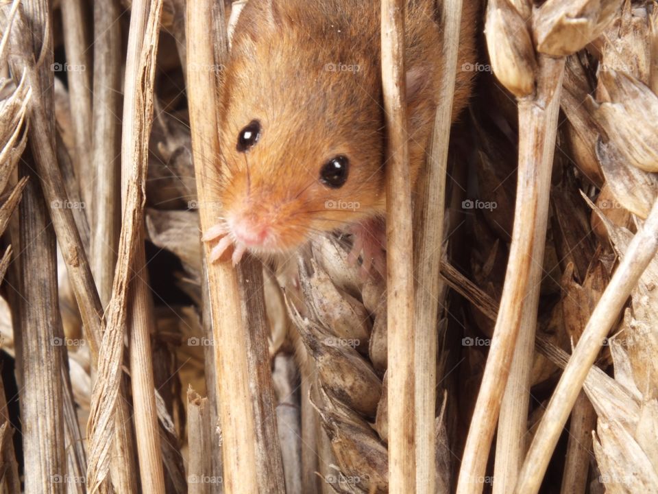 Field mouse fascination 