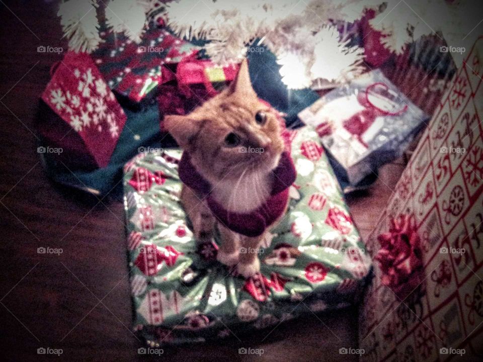 Can I Open Just One Present?