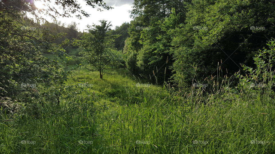 Hiking trail in high grass in lush forest 