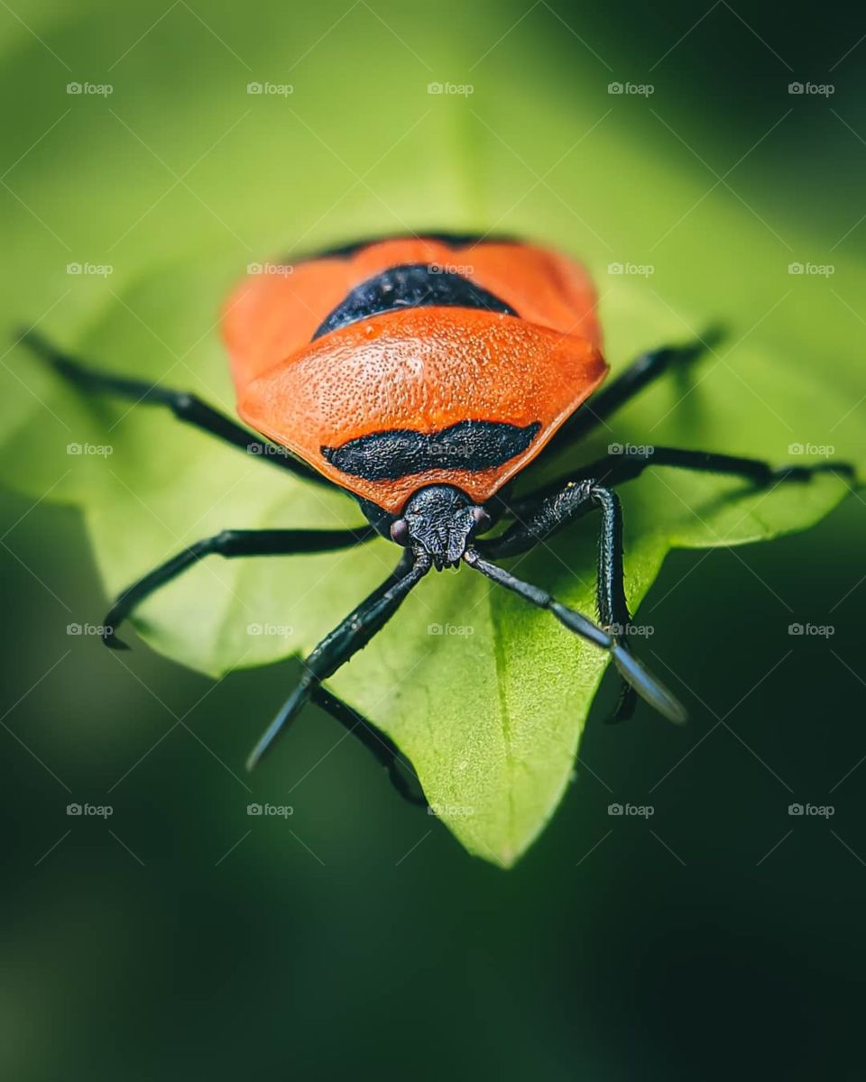 love how the color turned out to be in the picture