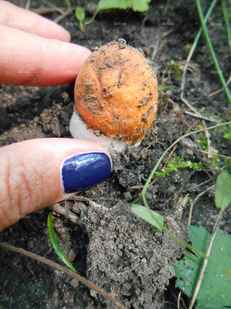 Nature, Soil, Environment, Ball Shaped, Ground