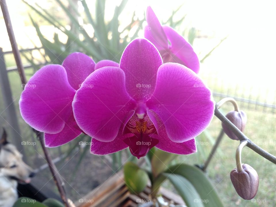 Orchid on the Lanai