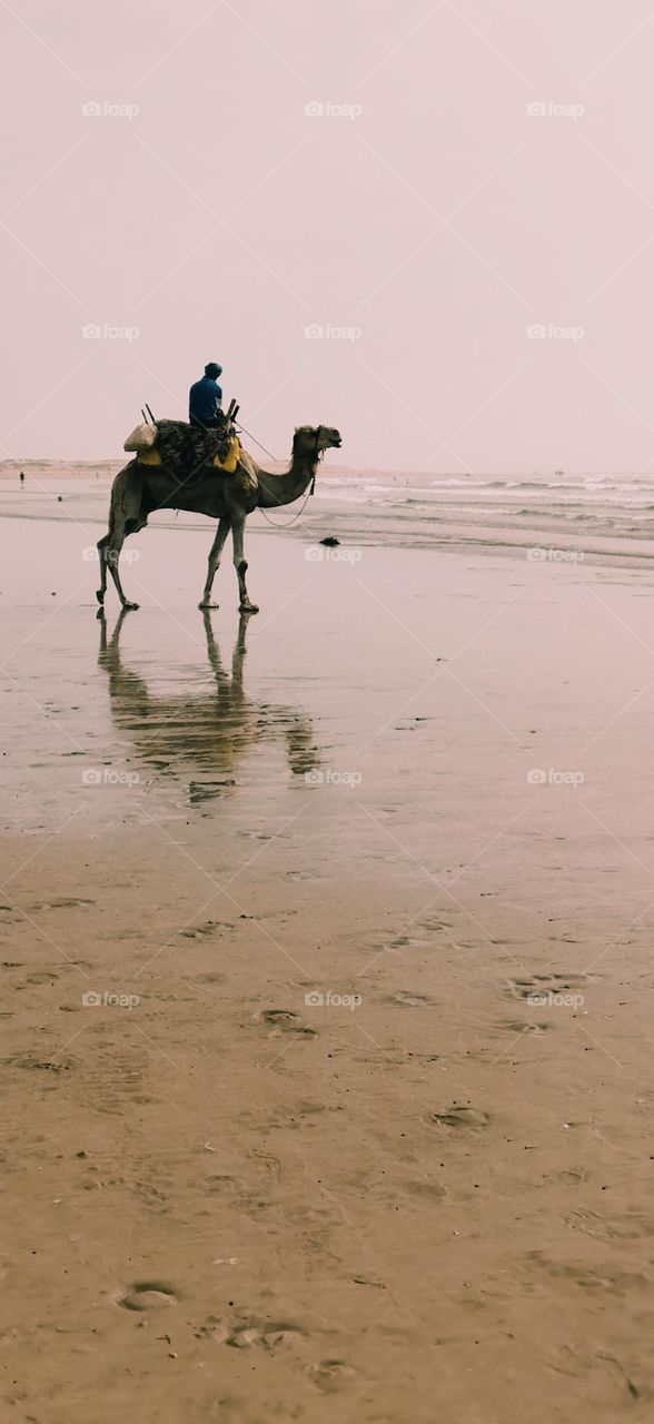 an adult man riding on a camel.