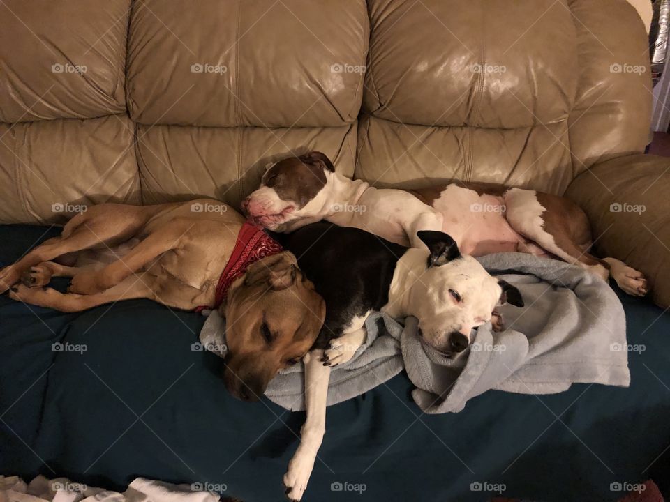 Pup pile