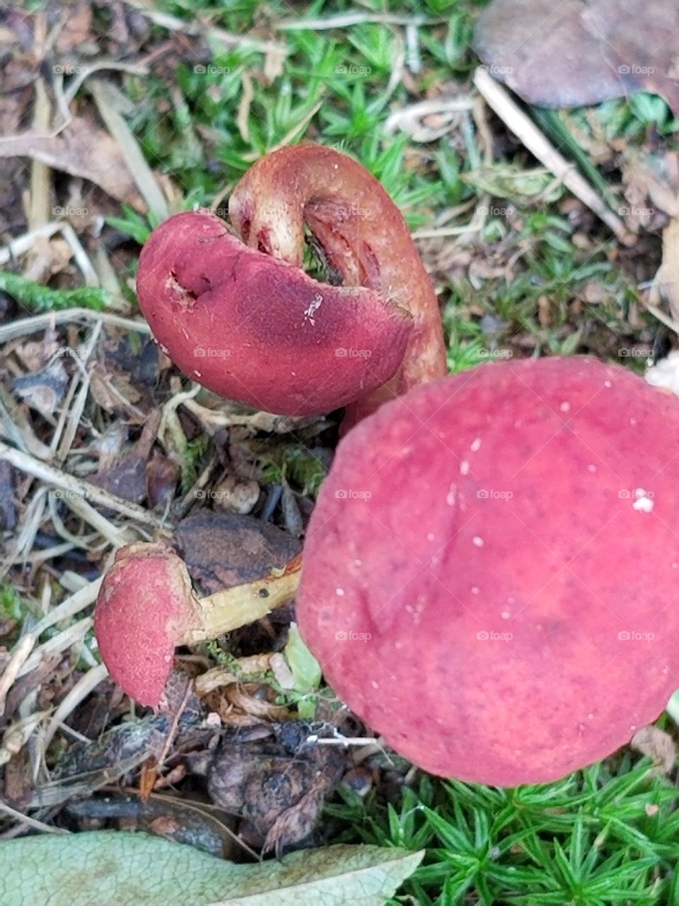 Micro  Mushrooms