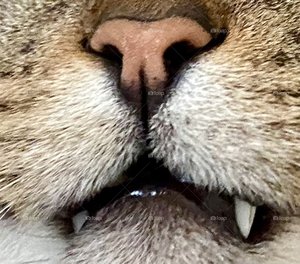 Kitty nose and fangs closeup 