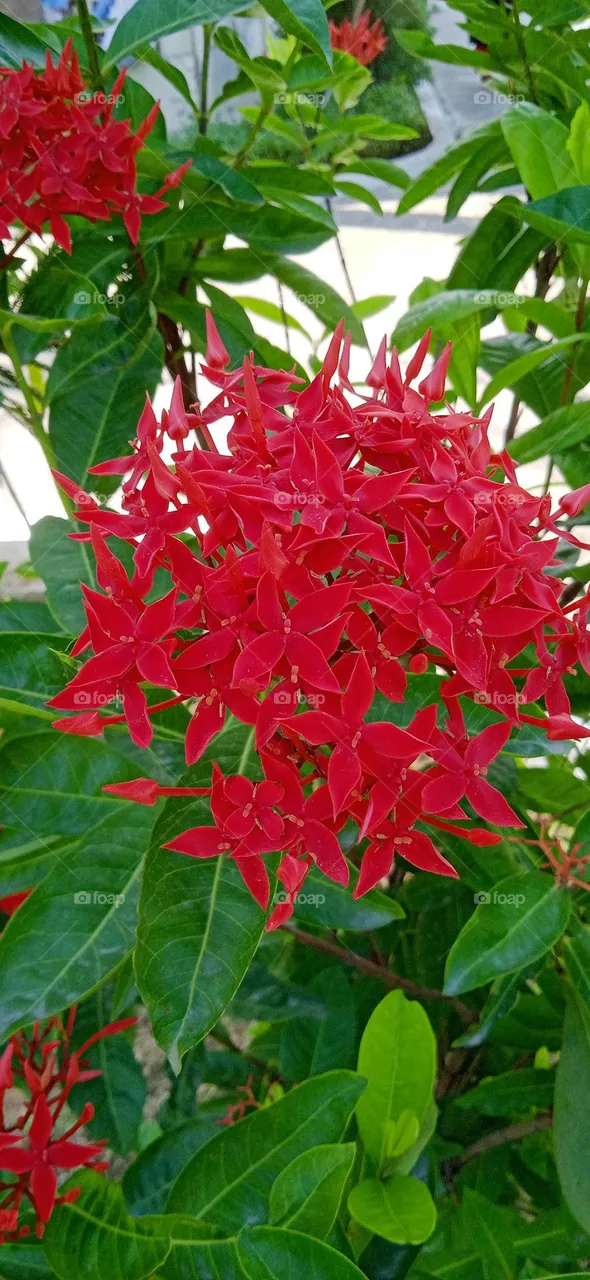 Red west indian jasmine flowers, attractive red colour and beautiful fragrance, shoot at sun, 24 jul, 2022, 8:58 am, lucknow uttar pradesh india.