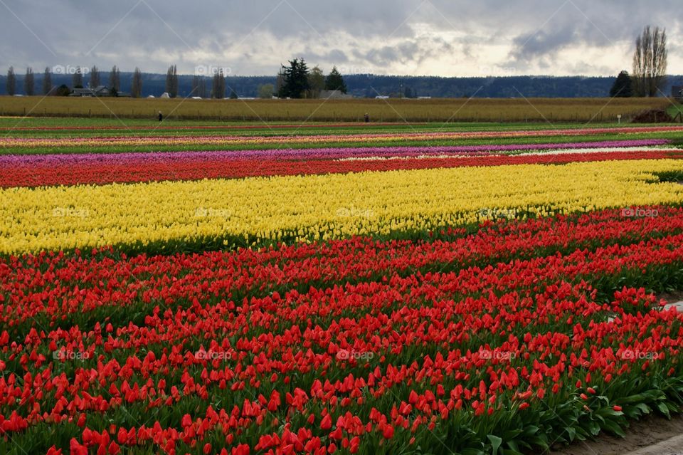 Tulips in the spring