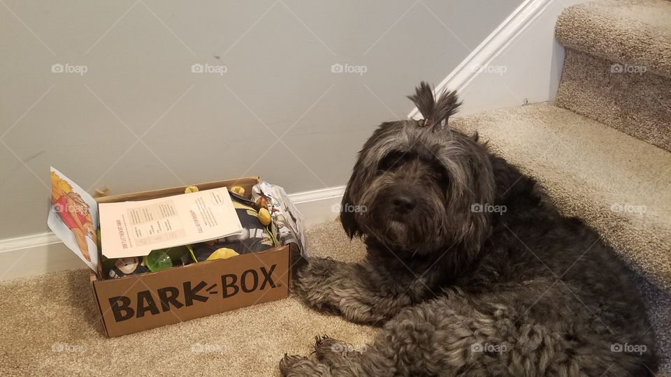 tibetian terrier dog with Bark Box