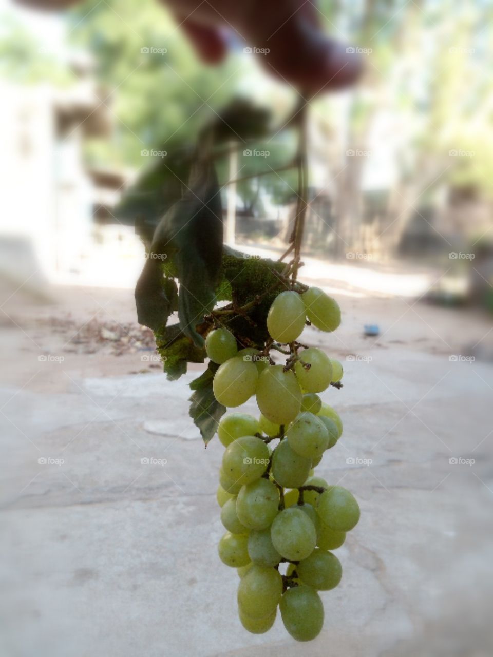 Green Grapes Photo blur background it is a nice photo.