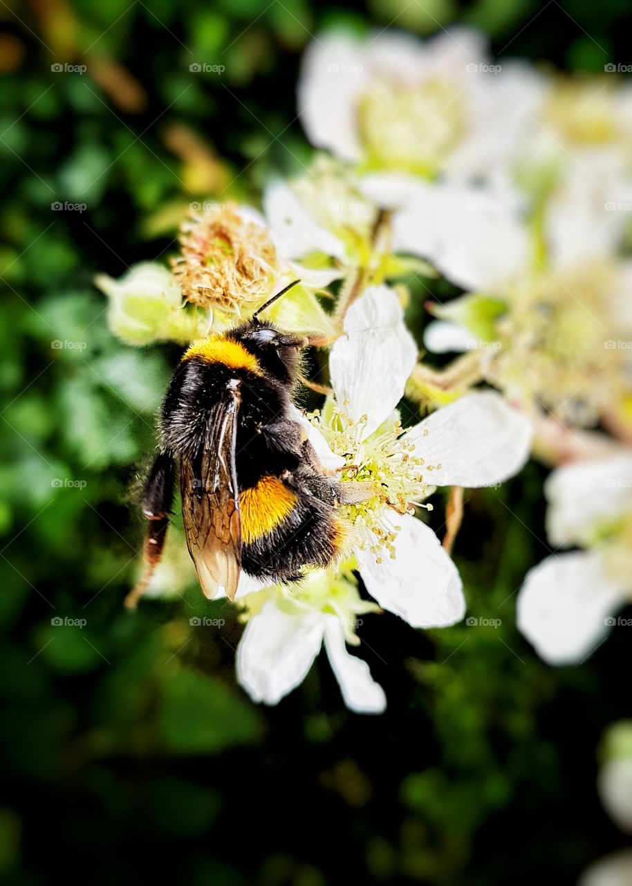 Bee on bramble