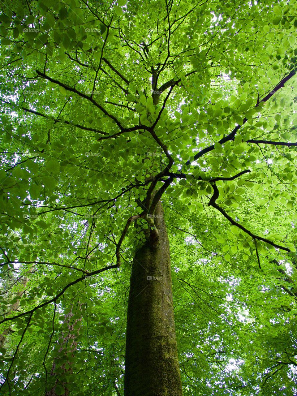 Tree canopy and branch silhouettes 