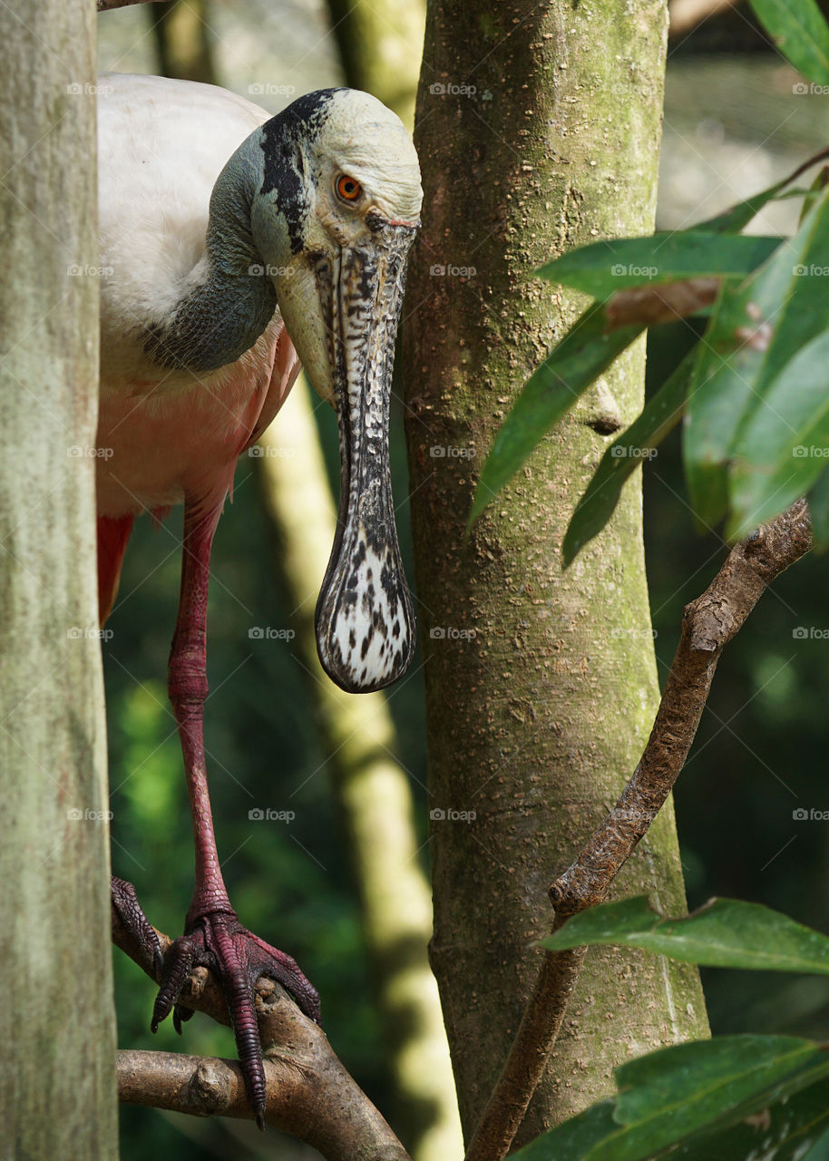 Roseate Spoonbill between two trees