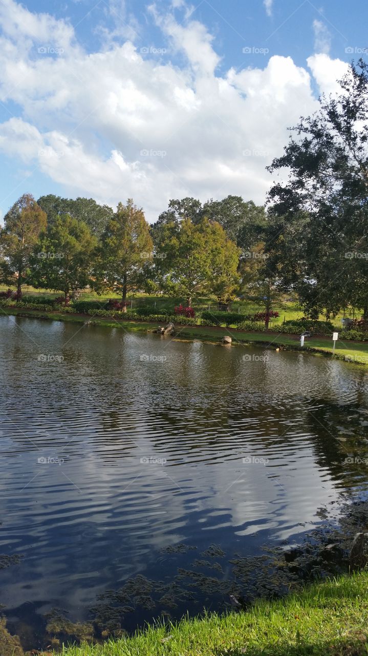 trees reflections over the pond!